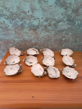 Conchas de Ostra 12