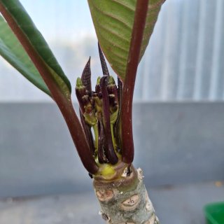 X J.S. PLUMERIA