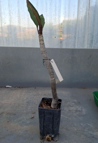 X J.S. PLUMERIA