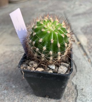 Echinopsis hybrid fuxia - pollone radicato