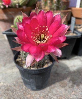 Lobivia fragola vaso 5.5 radicata