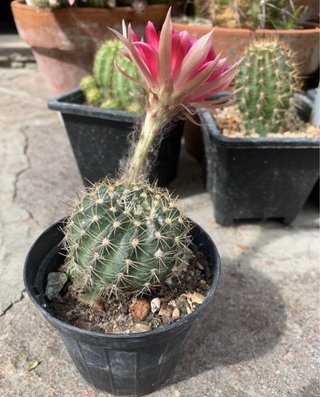 Lobivia fragola vaso 5.5 radicata