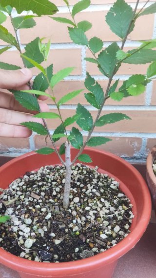 Pack 5 Plantas Pre bonsái
