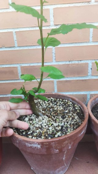 Pack 5 Plantas Pre bonsái