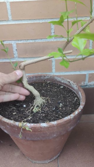 Pack 5 Plantas Pre bonsái
