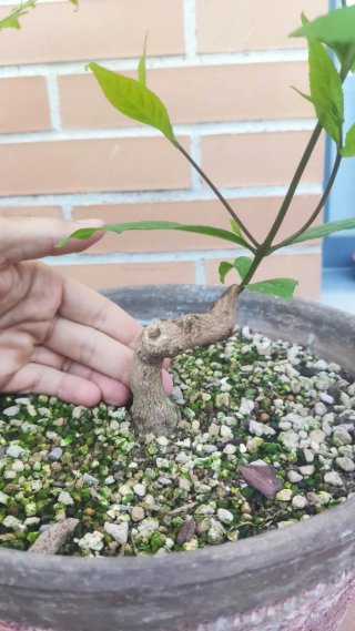 Pack 5 Plantas Pre bonsái