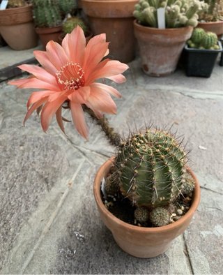 Echinopsis hybrid n5 Fiore
