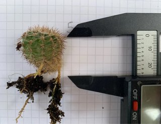 Echinopsis hybrid n5 Fiore