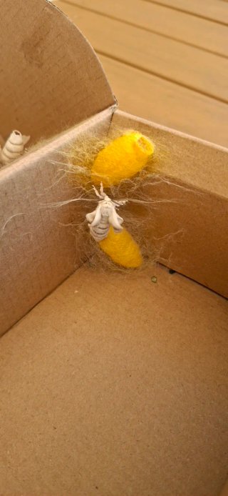 Caja de cartón para cría de insectos