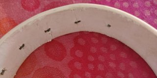 Cinturón Blanco con Tachuelas Plateadas