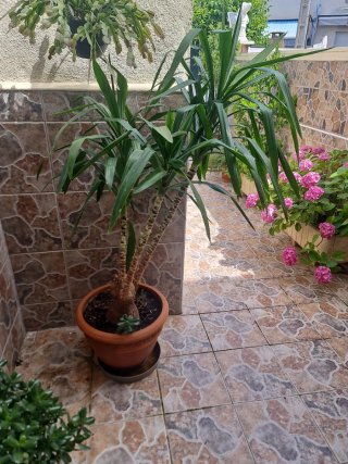 Palmera Yucca en Maceta tanto esteriol cómo interi