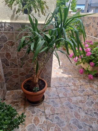 Palmera Yucca en Maceta tanto esteriol cómo interi