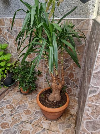 Palmera Yucca en Maceta tanto esteriol cómo interi