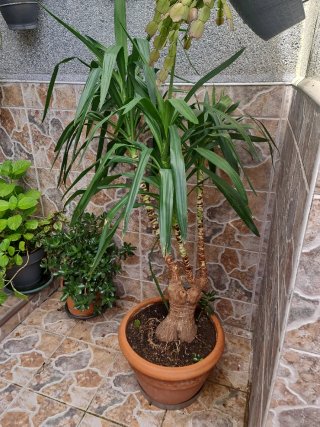 Palmera Yucca en Maceta tanto esteriol cómo interi