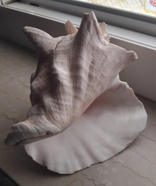 Grande Conchiglia Caraibica