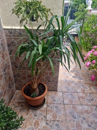 Palmera de salón Yucca