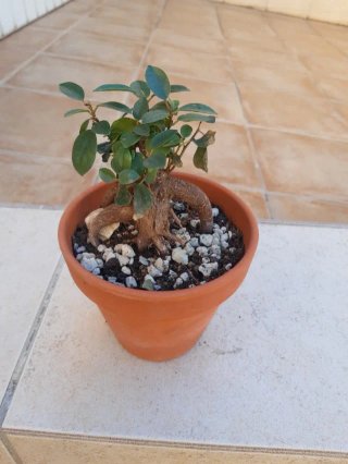 Ficus ginseng maceta de terracota. En mano.