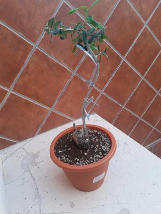 Olivo Num. 2 en maceta de plástico.