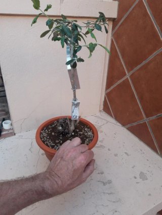 Olivo Num. 2 en maceta de plástico.