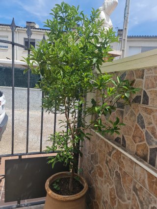 Naranjo Chino con Naranjas