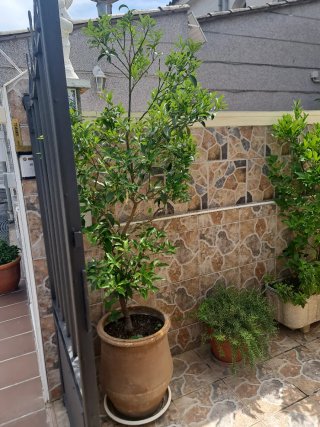 Naranjo Chino con Naranjas
