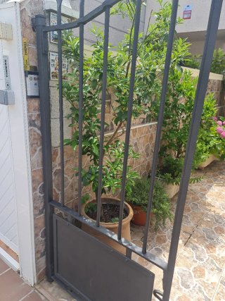 Naranjo Chino con Naranjas