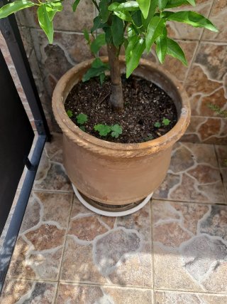 Naranjo Chino con Naranjas
