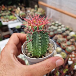 Euphorbia stellispina