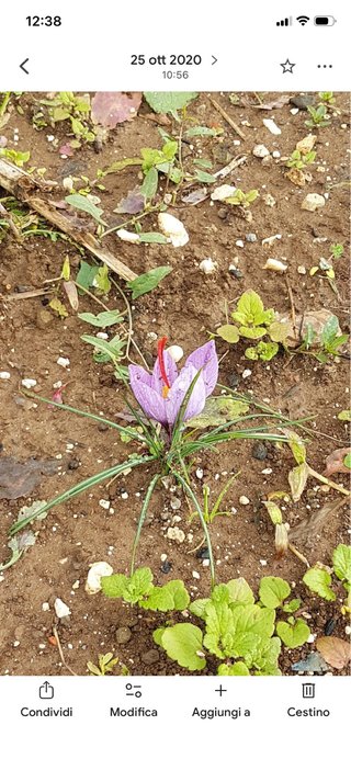 25 Bulbi Zafferano Crocus Sativus, diametro 3/4 cm