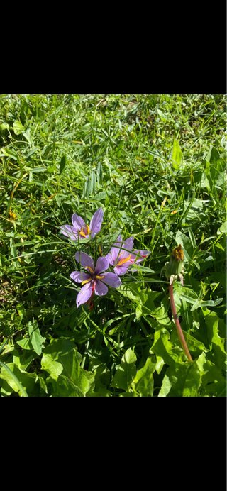 25 Bulbi Zafferano Crocus Sativus, diametro 3/4 cm