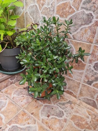 Planta de interior Jade