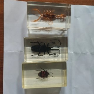Insectos en resina (4 piezas)