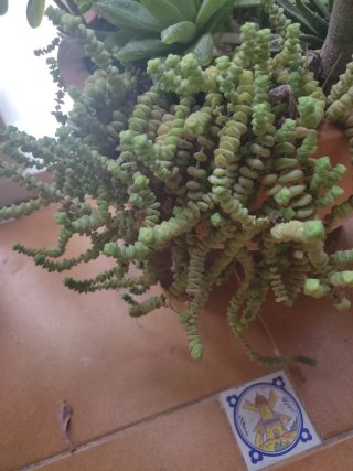 Esquejes Crassula Marnieriana Collar de Jade