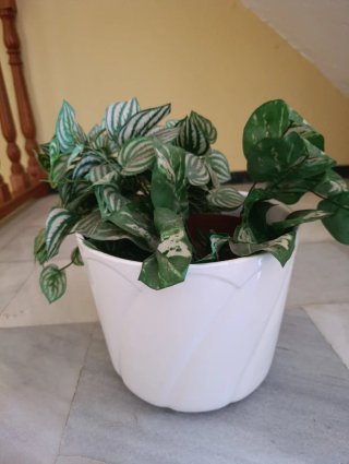 Maceta decorativa blanca