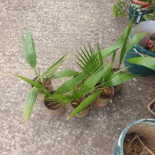 Palmeras en maceta