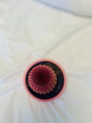 Cactus Echinocereus rigidissimus