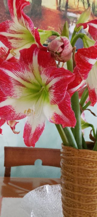 Pianta Amaryllis rossa e bianca. 2 bulbi di giglio