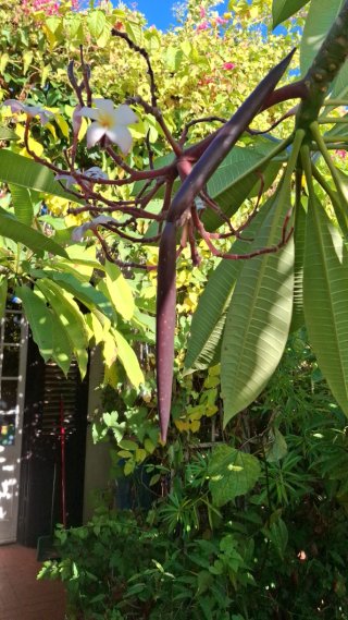 Piante di Plumeria da seme