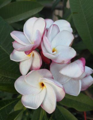 Piante di Plumeria da seme