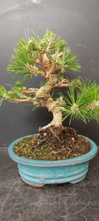Bonsái Pinus Thunbergii no hago envios
