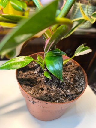 Philodendron White Knight variegado
