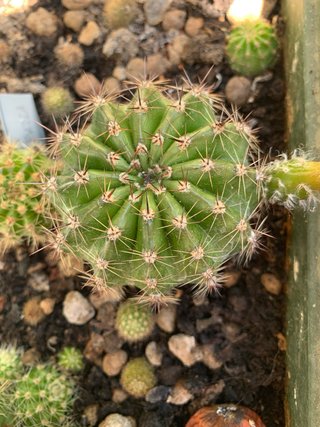 Echinopsis hybrid pesca