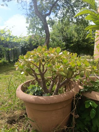 Árbol de Jade grande