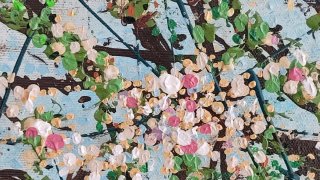 Paint on canvas. Trees texture 2 (Birds and Trees)
