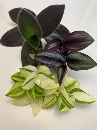 Piante per Alfonso