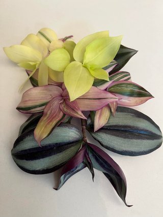 Piante per Alfonso