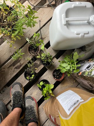Menta fresca para tu jardín