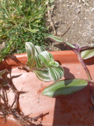Mix de plantas