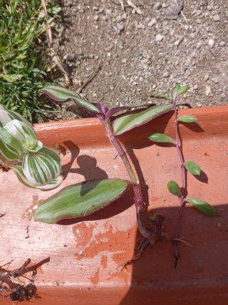 Mix de plantas