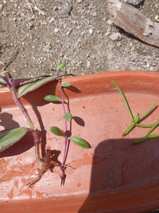 Mix de plantas